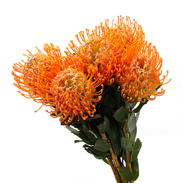 Soleil - Image 3