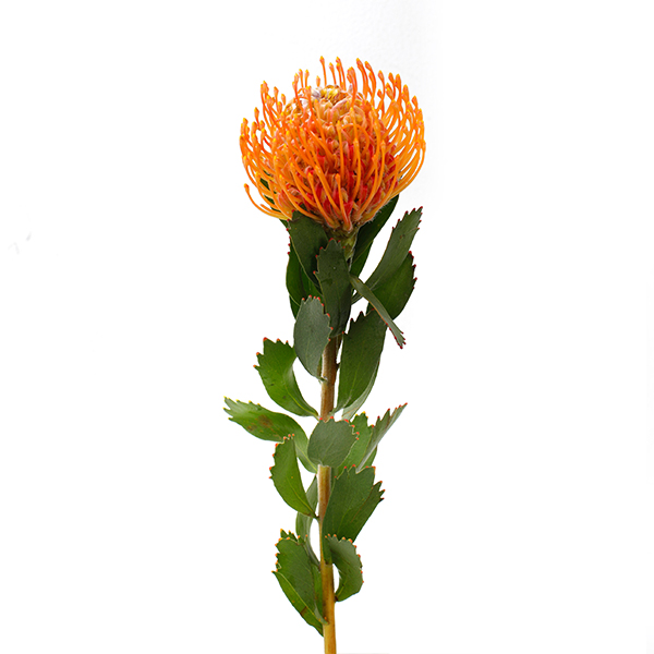 Soleil - Image 5