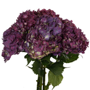 Hydrangea
