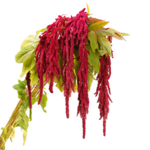 Amaranthus Hanging