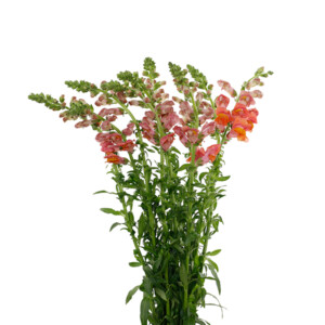 Antirrhinum