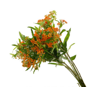 Asclepias