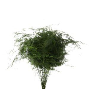 Asparagus