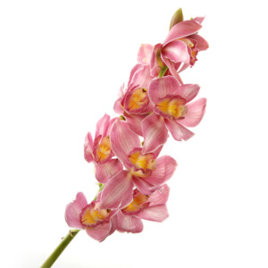 Cymbidium