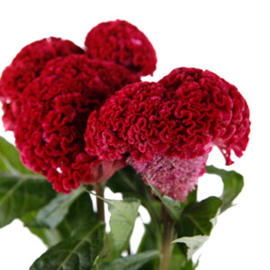 Celosia Argentea