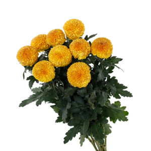 Chrysanthemum Ping Pong