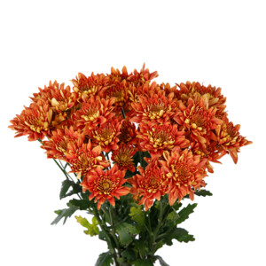 Chrysanthemum Spray Euro