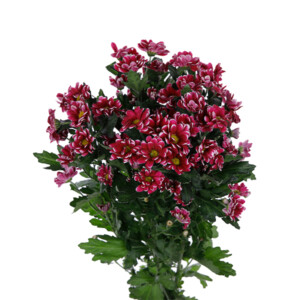 Chrysanthemum Spray Regan