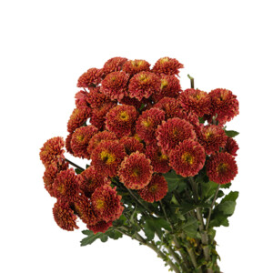 Chrysanthemum Spray Santini