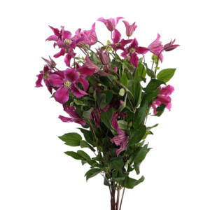 Clematis