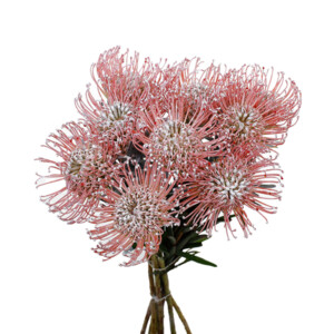 Cordifolium / Leucospermum