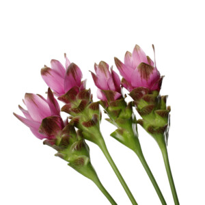 Curcuma