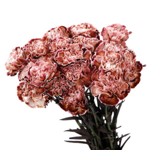 Carnation / Dianthus - Single Dyed
