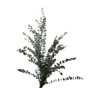 Eucalyptus