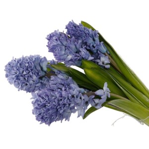 Hyacinthus