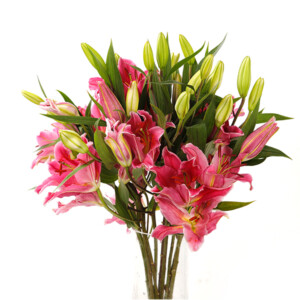 Lilly Oriental