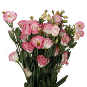 Lisianthus
