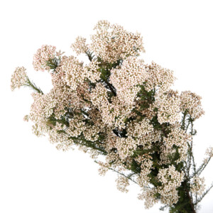 Ozothamnus