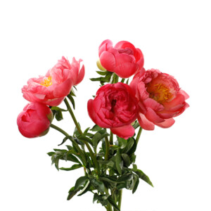 Paeonia
