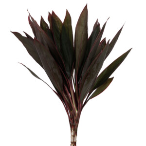 Cordyline