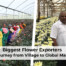 A graphic highlighting the path of flower exporters, illustrating their growth from village producers to global market players.