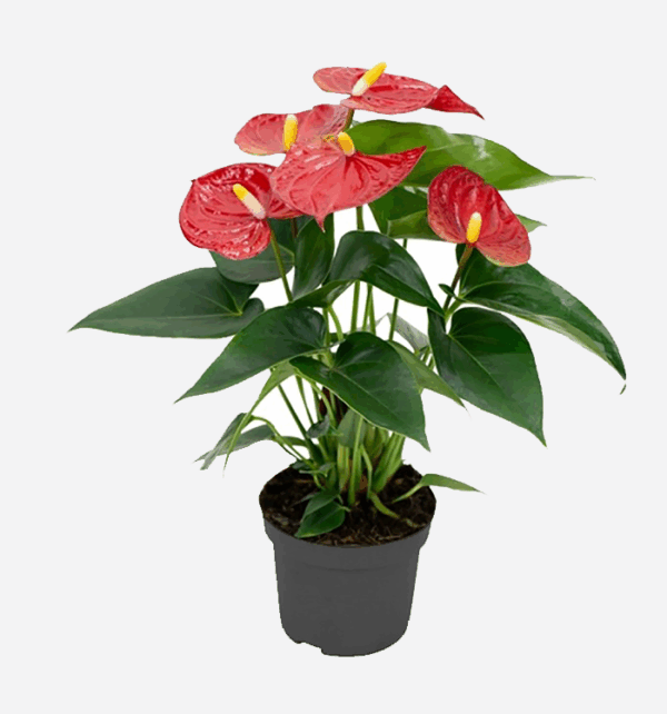 Anthurium Red