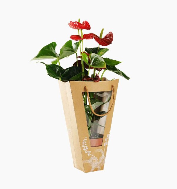 Anthurium Red - Image 2