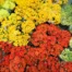 How to Choose the Right Flowers for Event Decorations