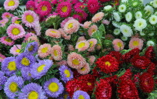Best Seasonal Flowers for Outdoor Weddings in the UAE