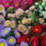 Best Seasonal Flowers for Outdoor Weddings in the UAE