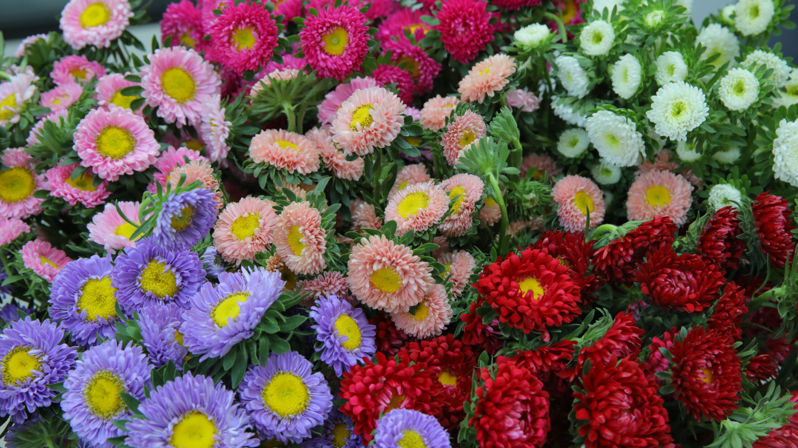 Best Seasonal Flowers for Outdoor Weddings in the UAE