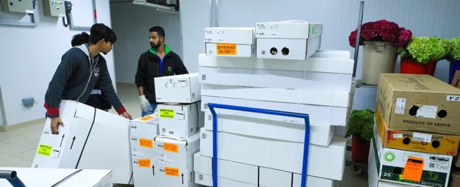 Flowers with the Best Shelf Life in Cold Storage